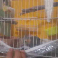 ۳ عدد عروس لوتنیو هلندی دو تا نر یک ماده|پرنده|گلبهار, شهر جدید گلبهار|دیوار