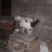 کهره|حیوانات مزرعه|زابل, |دیوار