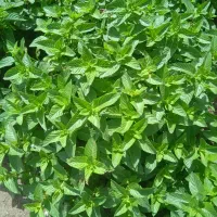 نعناع|خوردنی و آشامیدنی|نیمروز, |دیوار