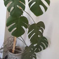 گل انجیری سه متر ارتفاع