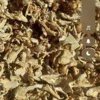 قارچ‌کوهی‌