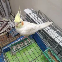 ۲ عدد عروس هلندی