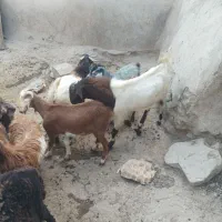 بزخوب واسه نگهداری