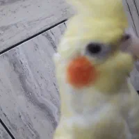 عروس هلندی گم شده