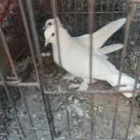 کبوتر رودان|پرنده|میناب, |دیوار