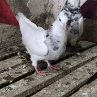 پرنده طوقی|پرنده|گتوند, |دیوار