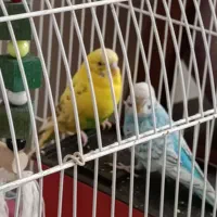 مرغ عشق نر وماده|پرنده|هشتگرد, شهرک بعثت|دیوار