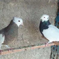 کبوترزینتی|پرنده|خاوران, |دیوار