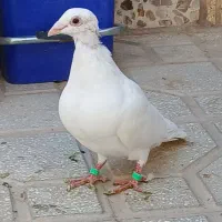 جوجه هفترنگ جوانه