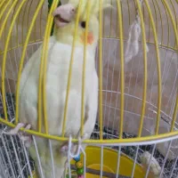 فروش فوری عروس هلندی نر بازیگوش|پرنده|بردسکن, |دیوار