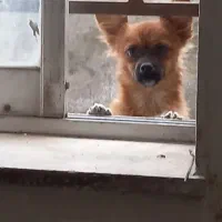 سگ اصیل ادمی بدون مشابه در ایران نر مینی ژرمن