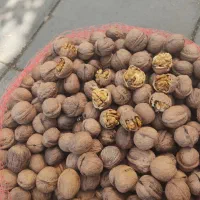 گردو پوست کاغذی مغز سفید درجه یک