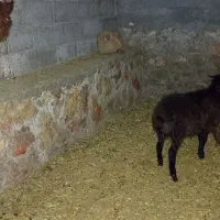 دوتا بره نر و یک ماده سبک|حیوانات مزرعه|مشهد, ایوان|دیوار