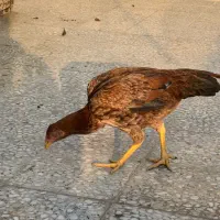 مرغ لاری|حیوانات مزرعه|اسلامشهر, شهرک توحید|دیوار