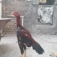 جوجه خروس  لاری نسل دار