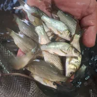 / کپور /فیتوپلنگ/وبرون وامور|ماهی|زنجان, |دیوار