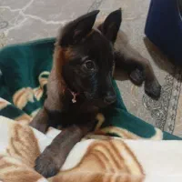 توله سگ مالینوز|سگ|یزد, |دیوار