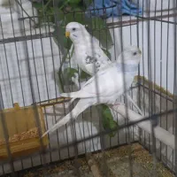 دو عدد مرغ عشق معاوضه با قناری ماده