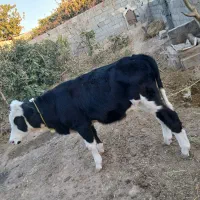 گاو نرسیمینتال ازمادری مونت صنعتی