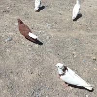 کفتر ملقی