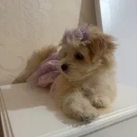 سگ به سرپرستی میگیرم