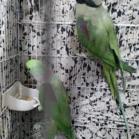 فروش دو عدد شاه طوطی نر کینگ سایز|پرنده|ری, جوانمرد قصاب|دیوار