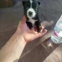 سگ اشپیتز مییکس پیت بول