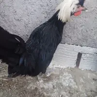 خروس
