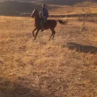 اسب نریان کرد|اسب و تجهیزات اسبسواری|ایجرود, |دیوار