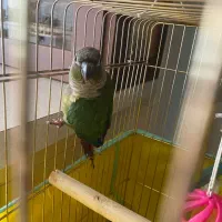 طوطی گرین چیک