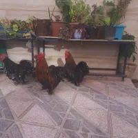 ۳ سه بابا 3 تا مرغ و خروس کوشین خیلی زیبا تخم گذار