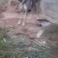 سگ عراقی