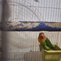 یک عدد طوطی برزیلی نر بالغ تقریبا یک ساله|پرنده|محمدیه-قزوین, |دیوار