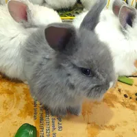 بچه خرگوش