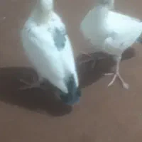 جوجه پلاکی سفید ازنصل نشسته کاشمرهستم