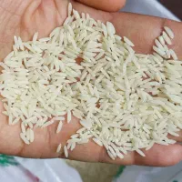 برنج هاشمی اصیل گیلان عمده از کشاورز فوری