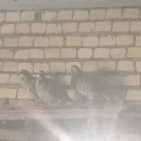 گمشده پرنده