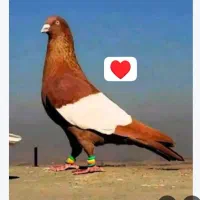 گروه خرید فروش