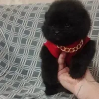 توله پامر خرسی