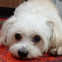 واگذاریی سگ قبول میکنم