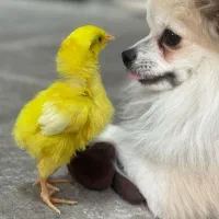 واگذاری سگ پامرین|سگ|تهران, مشیریه|دیوار