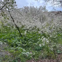 محله زشک ۲۰۰۰ متر جهت مشارکت برای بومگردی