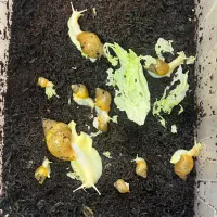 حلزون البینو|خزنده|اصفهان, براآن شمالی|دیوار