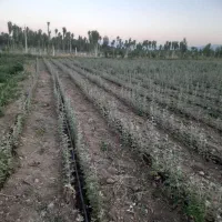 نهال کبوده و شیرین قلمه صنوبر|گل و گیاه طبیعی|سلماس, |دیوار