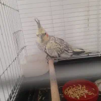 عروس هلندی با قفس|پرنده|شاهین‌شهر, گرگاب|دیوار