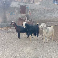 ۳ راس توشتر ۳ شیره ( بزغاله نر ) ( قوچ میش بره )