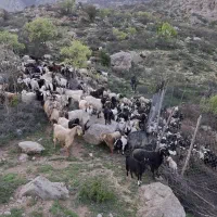فروش بزغاله، بز جوان، کل ،  برای قربانی