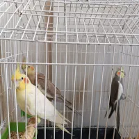 فروش یک جفت عروس هلندی