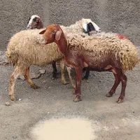 گوسفند میش کاور بره ۳تامیش