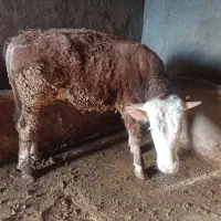 گوساله سمی تال